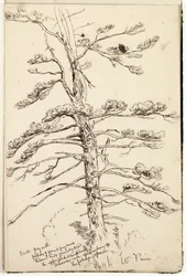 White Pine, ca 1832 (penna och bläck över penna på papper)